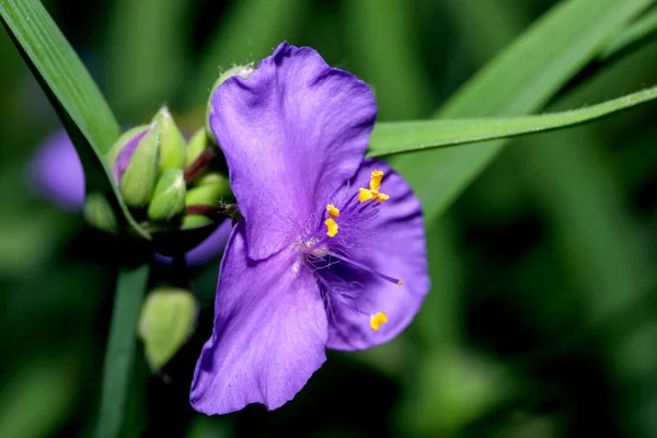 Fialová Malá Květinka Zblízka Jarní Louce Slunečném Dni Makro Fotografie — Stock fotografie
