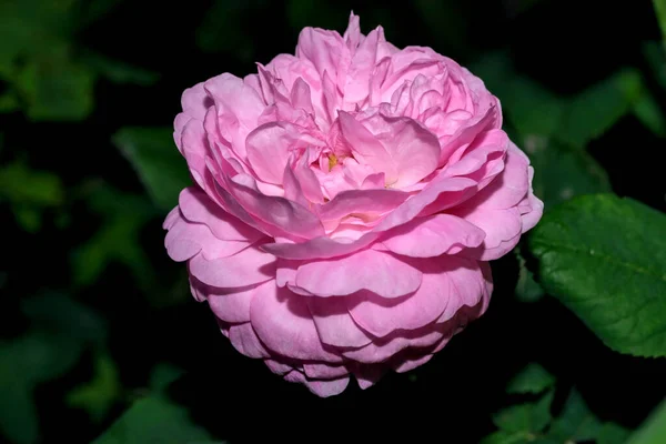 Blooming Bud Pink Rose Close Macro Photography — Stock Photo, Image
