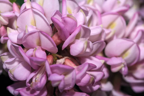 Roze Bloemen Van Acaciaboom Close Macro Fotografie Een Heldere Zonnige — Stockfoto