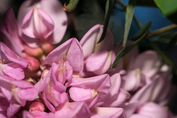 Roze Bloemen Van Acaciaboom Close Macro Fotografie Een Heldere Zonnige — Stockfoto
