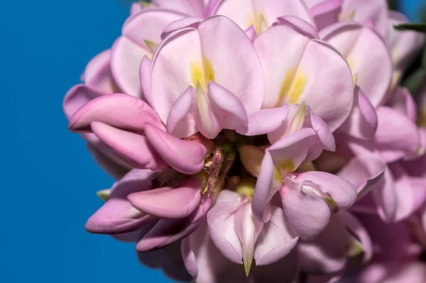 Roze Bloemen Van Acaciaboom Close Macro Fotografie Een Heldere Zonnige — Stockfoto