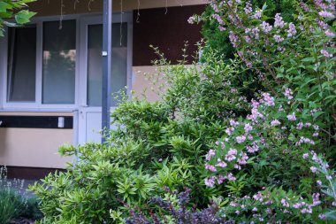 Doğal ekolojik çiçek ve bitki tasarımı elementleri bitkisel renkli arkaplan