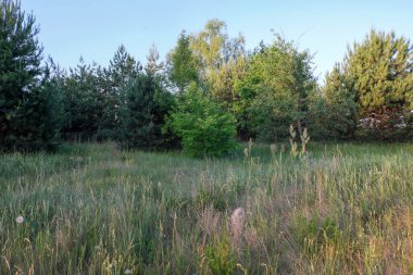 Parlak güneşli bir gün ile yaz kırsal orman manzarası