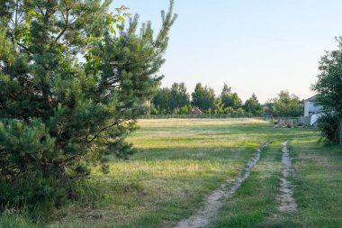 Parlak güneşli bir gün ile yaz kırsal orman manzarası