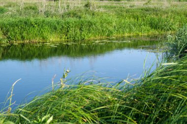 Yazın, güneşli bir günde kamışlarla kaplanmış bir nehir manzarası.