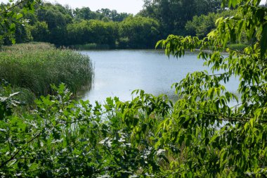 Yazın, güneşli bir günde kamışlarla kaplanmış bir nehir manzarası.