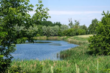 Yazın, güneşli bir günde kamışlarla kaplanmış bir nehir manzarası.