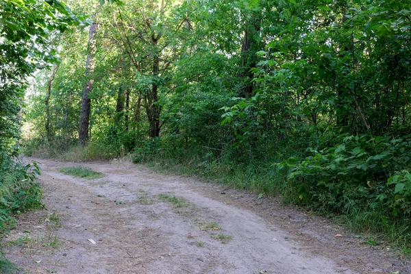 Yazın, güneşli bir günde kamışlarla kaplanmış bir nehir manzarası.