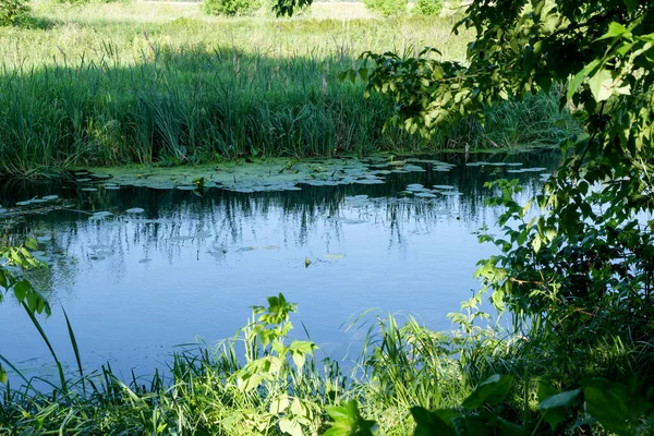 Літній Сільський Пейзаж Річкою Вирощеною Очеретом Яскравий Сонячний День — стокове фото