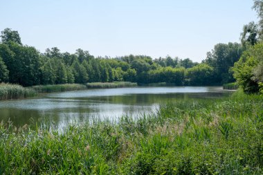 Yazın, güneşli bir günde kamışlarla kaplanmış bir nehir manzarası.