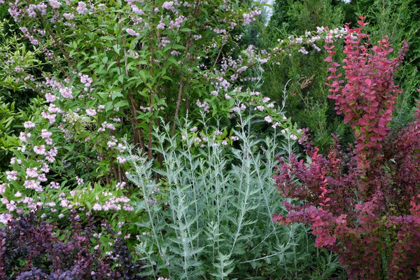 自然生態系の花や植物のデザイン要素植物のカラフルな背景 — ストック写真