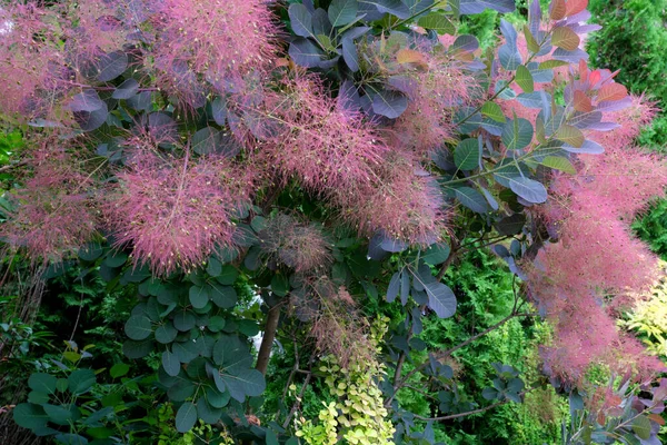 自然生态花卉和植物设计元素植物色彩的背景 — 图库照片