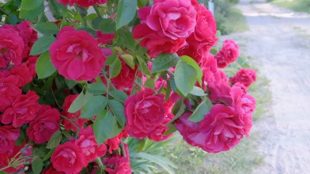 Wideo Pięknymi Czerwonymi Różami Kołyszącymi Się Wietrze Zbliżenie — Wideo stockowe