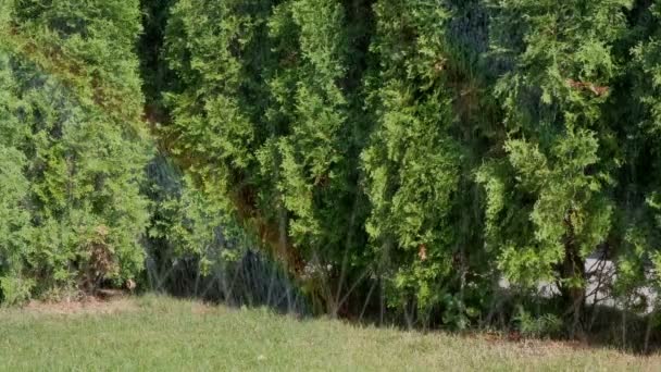 Ein Rasen Aus Grünem Gras Mit Pyramidenförmigen Kleinen Zypressen Wird — Stockvideo