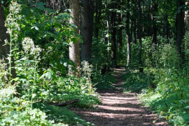 Parlak güneşli bir sonbahar gününde, kozalaklı ve yaprak döken güzel doğal arka plan, orman manzarası.