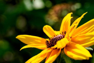 Echinacea purpurea güneşli bir sonbahar gününde yakın planda çiçek açar.