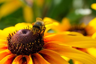 Bir yabanarısı, güneşli bir yaz gününde, bir ekinezya çiçeğinden nektar toplar.
