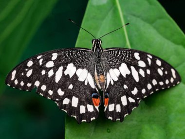 Güneşli bir yaz günü makro fotoğrafçılığında güzel bir kelebek.