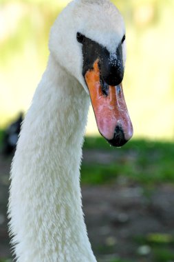 Yeşil çimenlikte beyaz bir kuğu güneşli bir yaz gününde otlar.