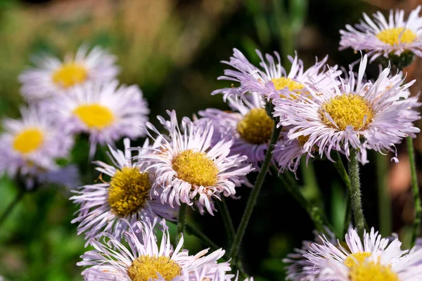 Summer Lilac Flowers Garden Bright Sunny Day Closeup — Fotografia de Stock