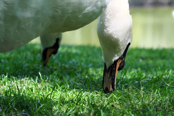White Swan Green Grassy Lawn Grazes Summer Sunny Day —  Fotos de Stock