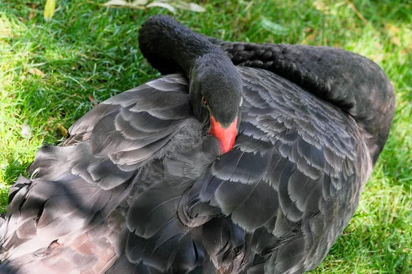 Ein Schwarzer Schwan Ruht Auf Einer Grünen Rasenfläche Und Versteckt — Stockfoto