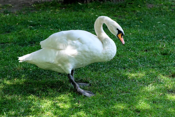 White Swan Green Grassy Lawn Grazes Summer Sunny Day —  Fotos de Stock