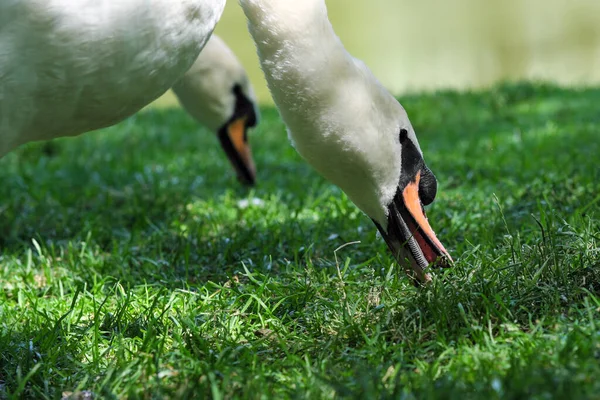 Een Witte Zwaan Een Groen Grasveld Graast Een Zomerse Zonnige — Stockfoto