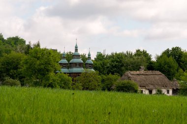 Yazın, güneşli bir günde yeşil bir hububat tarlası ve arka planda bir orman olan kırsal alan.