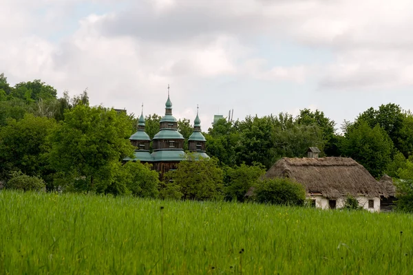Yazın, güneşli bir günde yeşil bir hububat tarlası ve arka planda bir orman olan kırsal alan.