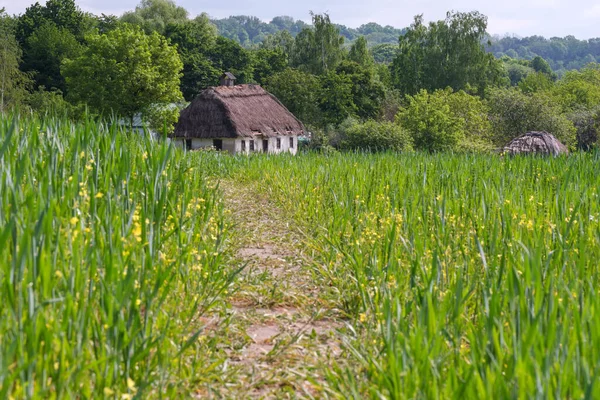 Yazın, güneşli bir günde yeşil bir hububat tarlası ve arka planda bir orman olan kırsal alan.