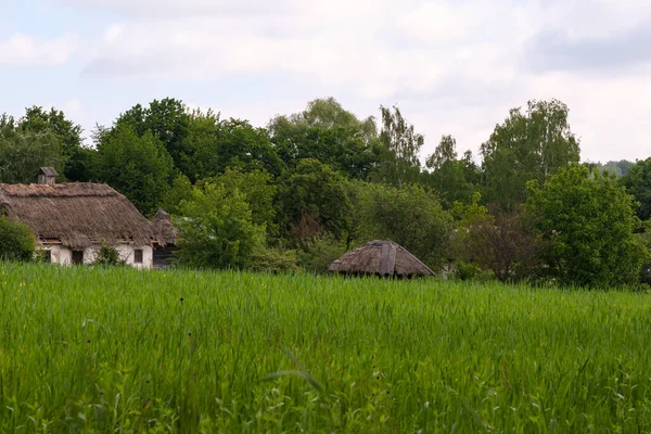 Summer Rural Landscape Sunny Day Green Grain Field Forest Background — Stockfoto