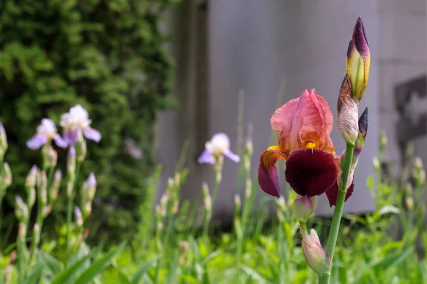 Beautiful spring flower purple iris close-up