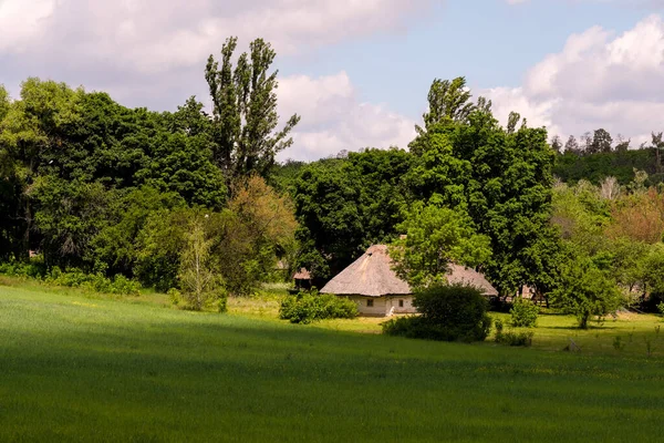 Summer Rural Landscape Sunny Day Green Grain Field Forest Background — ストック写真