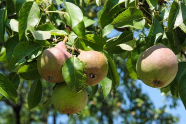 Ripening in the bright summer sun, pear fruits hang on a tree branch