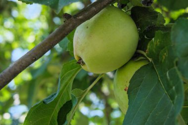 Ripening in the bright summer sun, apple fruits hang on a tree branch