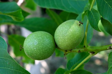 Yapraklar arasında bir dal üzerinde yeşil ceviz yumurtalığı yakın