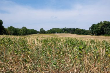 Kırsal gronomik alan hasat ve bitki arkaplanından sonra