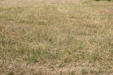 Kırsal gronomik alan hasat ve bitki arkaplanından sonra