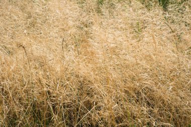 Bitki bitkilerinin sarı bitkisel arka planı