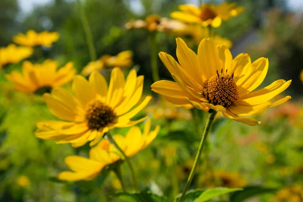 Summer Yellow Flowers Garden Bright Sunny Day Closeup — Stock Photo, Image