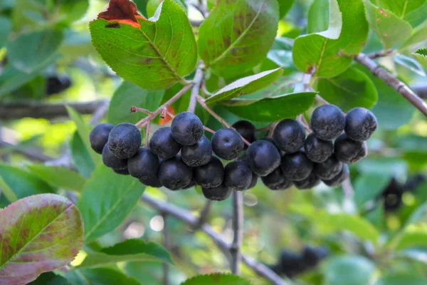 Chokeberry Bobule Shlucích Větvi Slunečný Letní Den Detailní Záběr — Stock fotografie