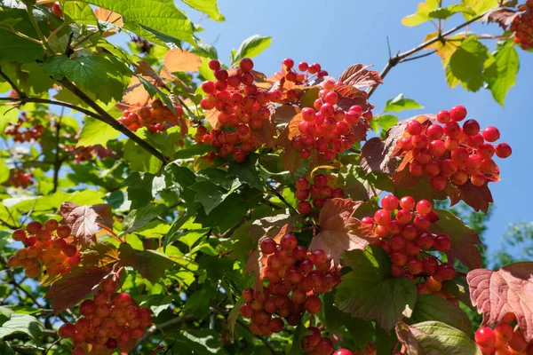 Červené Viburnum Bobule Shlucích Větvi Slunné Letní Den Close — Stock fotografie