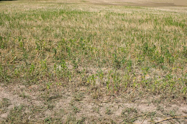 Rustic Gronomic Field Harvesting Crops Plant Background — Fotografia de Stock