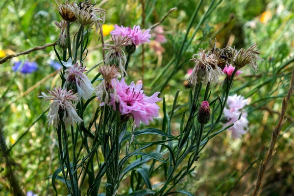 Autumn late flowers on a city flower bed after an autumn rain in cloudy weather