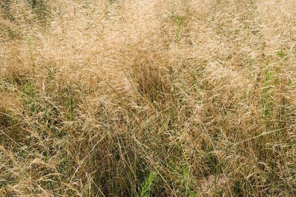 Yellow Vegetative Background Field Herbaceous Plants —  Fotos de Stock