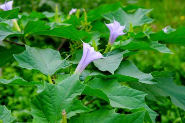 Dope ordinary or dope smelly blooms with lilac flowers