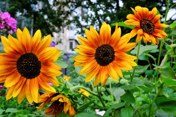 Blooming Bright Yellow Sunflower Flower Summer Day Close Macro Photography — Stock Photo, Image