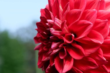 Blooming red Gergina flower in the flowerbed of the botanical garden on a bright sunny day