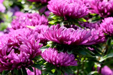 Close-up garden aster blooms in the flowerbed of the botanical garden on a bright sunny day